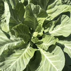 Close-up of green cabbage leaves growing in a garden.
